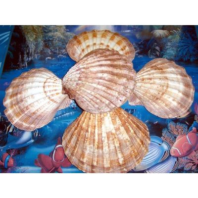 5 to 6" Lions Paw, One (1) Single Sea Shell Beach Decor Nautical Tropical Reef