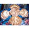 5 to 6" Lions Paw, One (1) Single Sea Shell Beach Decor Nautical Tropical Reef view 1