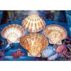 5 to 6" Lions Paw, One (1) Single Sea Shell Beach Decor Nautical Tropical Reef view 2