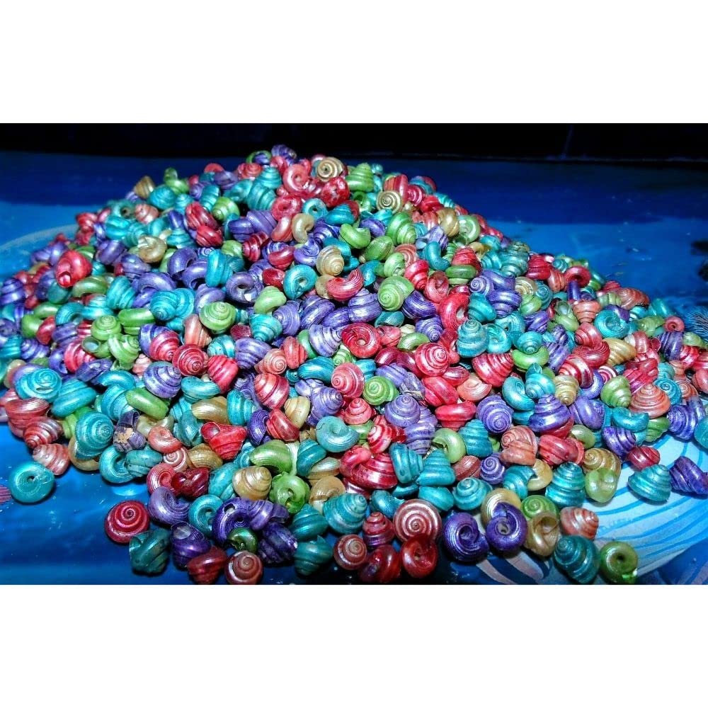 1/2 Pound of Dyed Venetian Snail Shells Beach Decor Nautical Craft Tropical