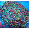 1/2 Pound of Dyed Venetian Snail Shells Beach Decor Nautical Craft Tropical view 2