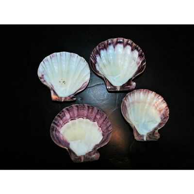 One (1) 4 to 6" Half Polished Half Natural Lions Paw Single Sea Shell