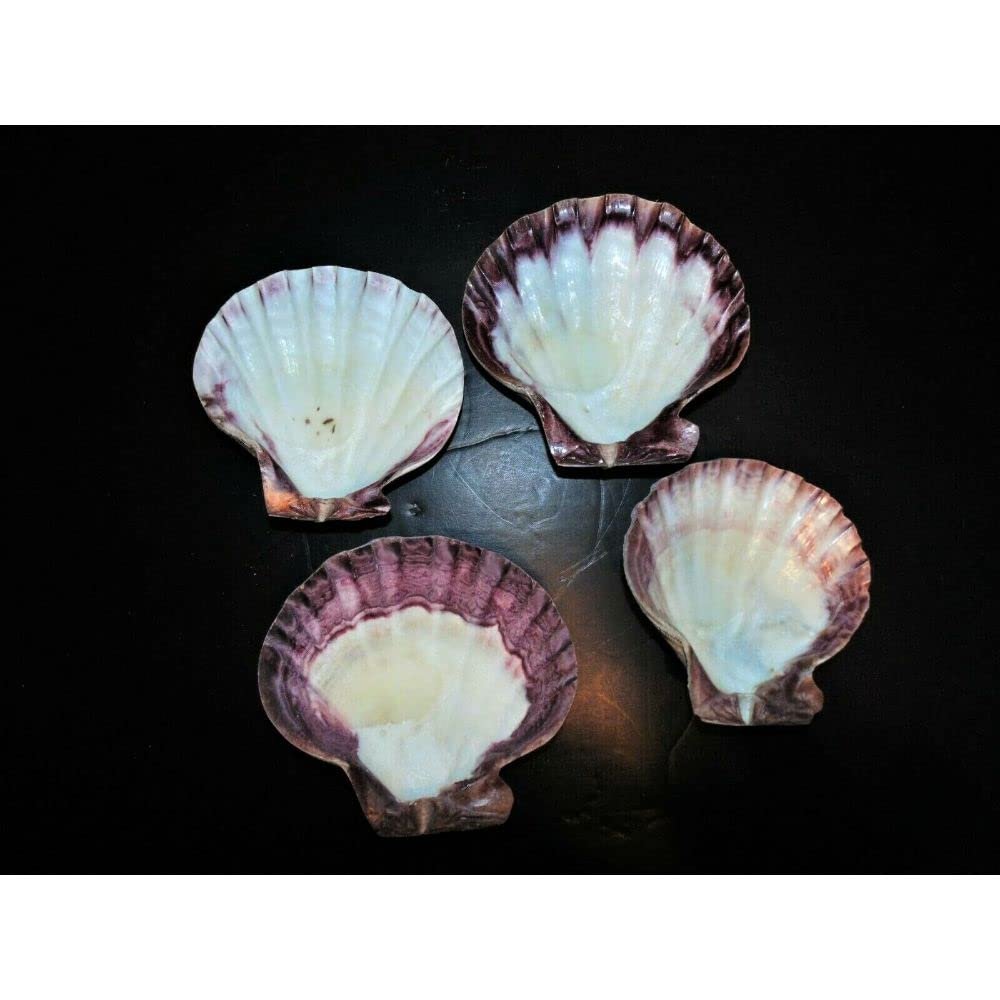 One (1) 4 to 6" Half Polished Half Natural Lions Paw Single Sea Shell
