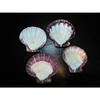 One (1) 4 to 6" Half Polished Half Natural Lions Paw Single Sea Shell view 1
