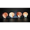 One (1) 4 to 6" Half Polished Half Natural Lions Paw Single Sea Shell view 2