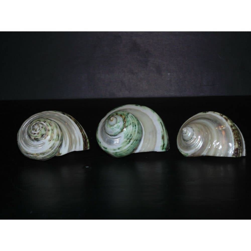 Three (3) Pearl Banded Green Turbo Sea Shell