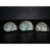 Three (3) Pearl Banded Green Turbo Sea Shell view 1