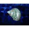 One (1) Polished Pearl Banded Green Snail Shell 3-1/2" Beach Decor view 1