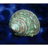 One (1) Polished Pearl Banded Green Snail Shell 3-1/2" Beach Decor view 2