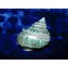 One (1) Polished Pearl Banded Green Snail Shell 3-1/2" Beach Decor view 3