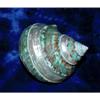 One (1) Polished Pearl Banded Green Snail Shell 3-1/2" Beach Decor view 4