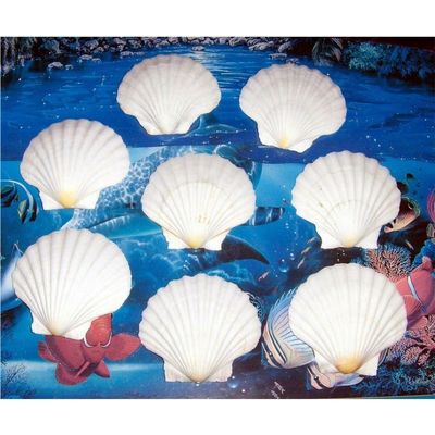 Eight (8) Irish Deep Scallop Sea Shells 4" to 4-1/2" Beach Decor Craft