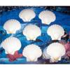 Eight (8) Irish Deep Scallop Sea Shells 4" to 4-1/2" Beach Decor Craft view 1