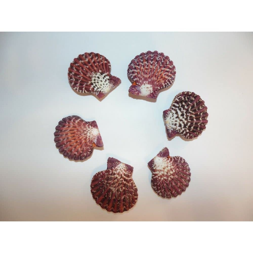 Six (6) Pecten Pallium Scallop Pairs, Sea Shells 2-1/2" to 2" Beach Decor Craft