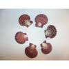 Six (6) Pecten Pallium Scallop Pairs, Sea Shells 2-1/2" to 2" Beach Decor Craft view 1