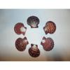 Six (6) Pecten Pallium Scallop Pairs, Sea Shells 2-1/2" to 2" Beach Decor Craft view 2
