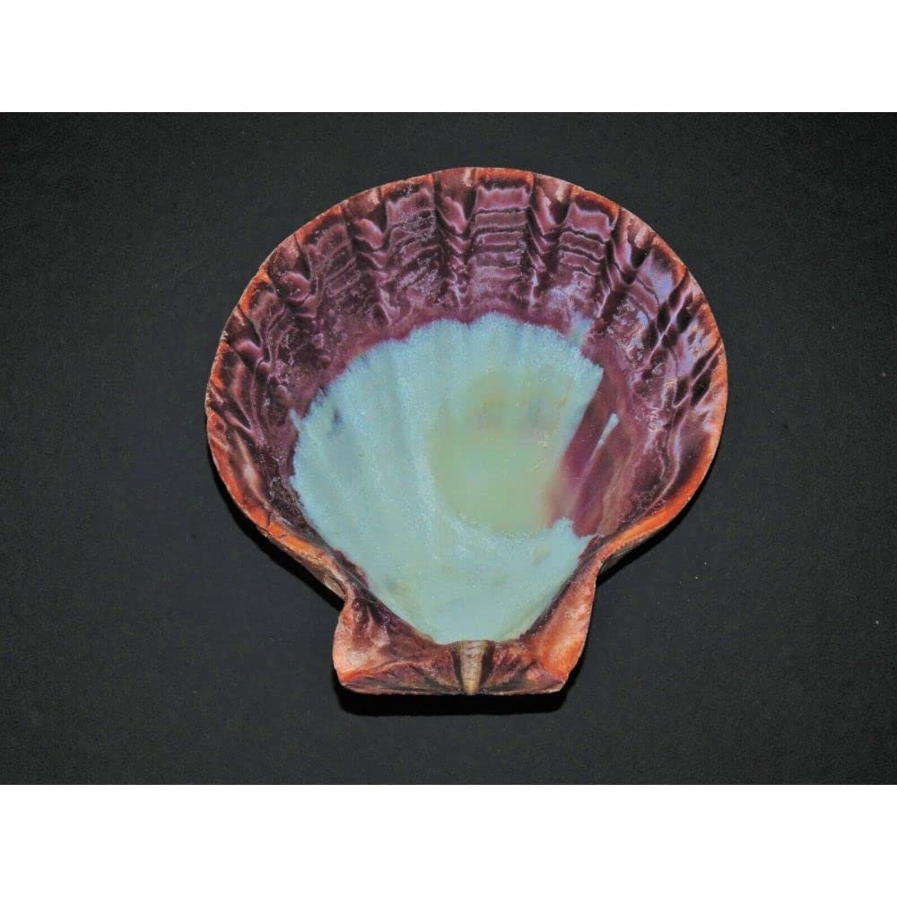 5-6" Orange Lions Paw Single Sea Shell, Beach Decor Tropical