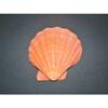 5-6" Orange Lions Paw Single Sea Shell, Beach Decor Tropical view 2