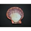 5-6" Orange Lions Paw Single Sea Shell, Beach Decor Tropical view 3