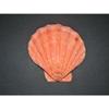 5-6" Orange Lions Paw Single Sea Shell, Beach Decor Tropical view 4
