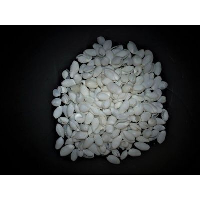 1/2 Pound of White Bubble Sea Shells, Papawera Zeland, Beach Decor Craft