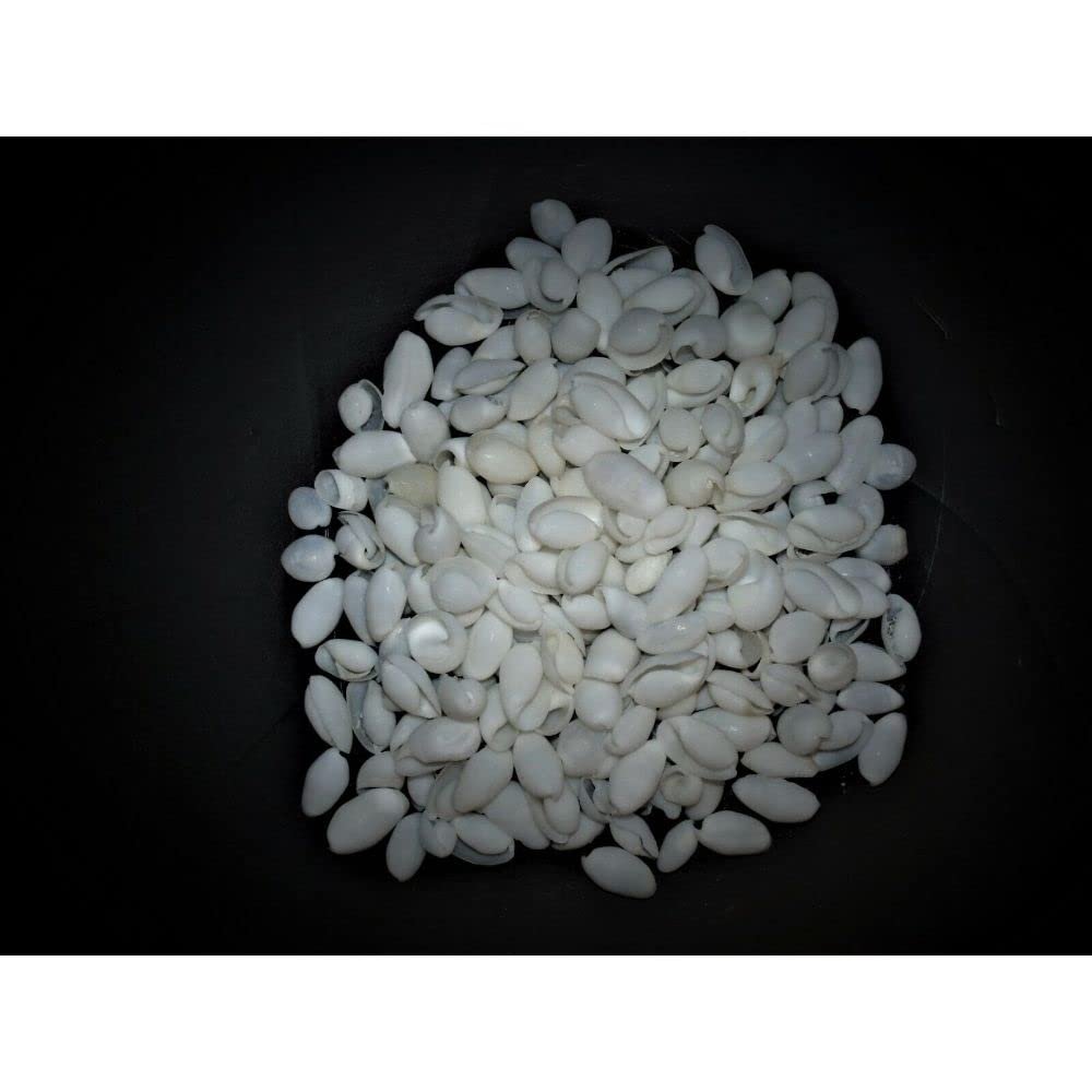 1/2 Pound of White Bubble Sea Shells, Papawera Zeland, Beach Decor Craft