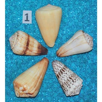 Five (5) Assorted Cone Sea Shells, Beach Decor Craft Tropical