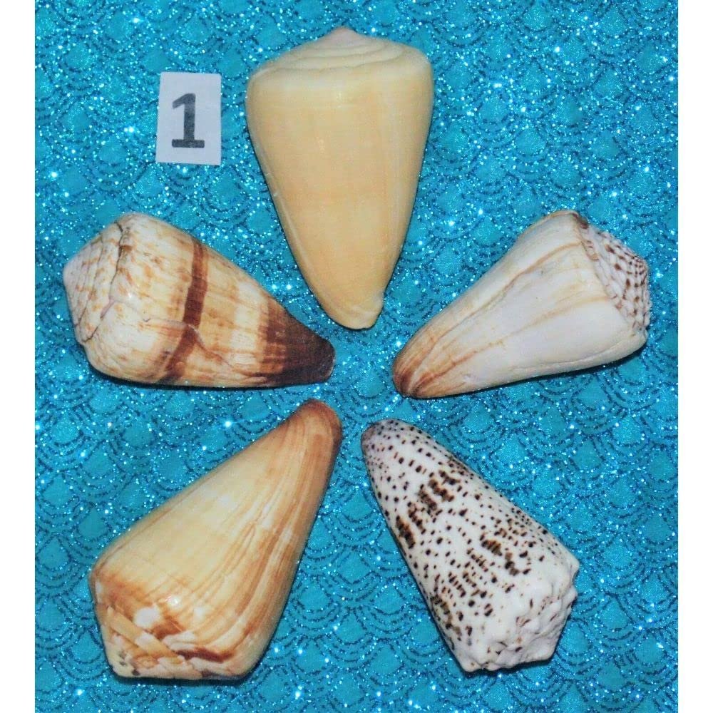 Five (5) Assorted Cone Sea Shells, Beach Decor Craft Tropical