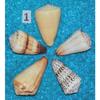 Five (5) Assorted Cone Sea Shells, Beach Decor Craft Tropical view 1