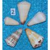 Five (5) Assorted Cone Sea Shells, Beach Decor Craft Tropical view 2