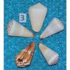 Five (5) Assorted Cone Sea Shells, Beach Decor Craft Tropical view 3
