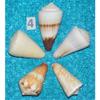 Five (5) Assorted Cone Sea Shells, Beach Decor Craft Tropical view 4