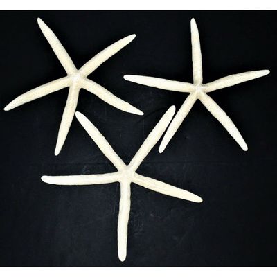 Three (3) 10" to 12" White Philippine Starfish Sea Shell Beach Decor Tropical