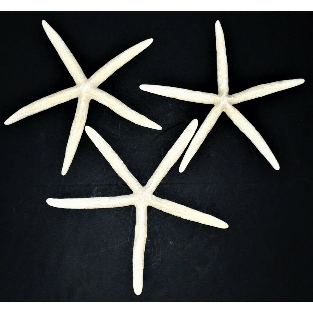 Three (3) 10" to 12" White Philippine Starfish Sea Shell Beach Decor Tropical