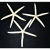 Three (3) 10" to 12" White Philippine Starfish Sea Shell Beach Decor Tropical view 1