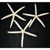 Three (3) 10" to 12" White Philippine Starfish Sea Shell Beach Decor Tropical view 2
