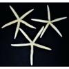 Three (3) 10" to 12" White Philippine Starfish Sea Shell Beach Decor Tropical view 3