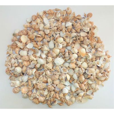 5 Pounds Medium Sea Shell Mix 1" to 2", Craft Nautical