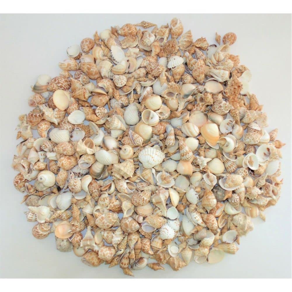 5 Pounds Medium Sea Shell Mix 1" to 2", Craft Nautical