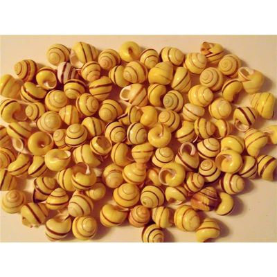 One Hundred (100) 1/2 to 1" Yellow Snail Shells with Red Stripe Craft