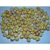 One Hundred (100) 1/2 to 1" Yellow Snail Shells with Red Stripe Craft view 2