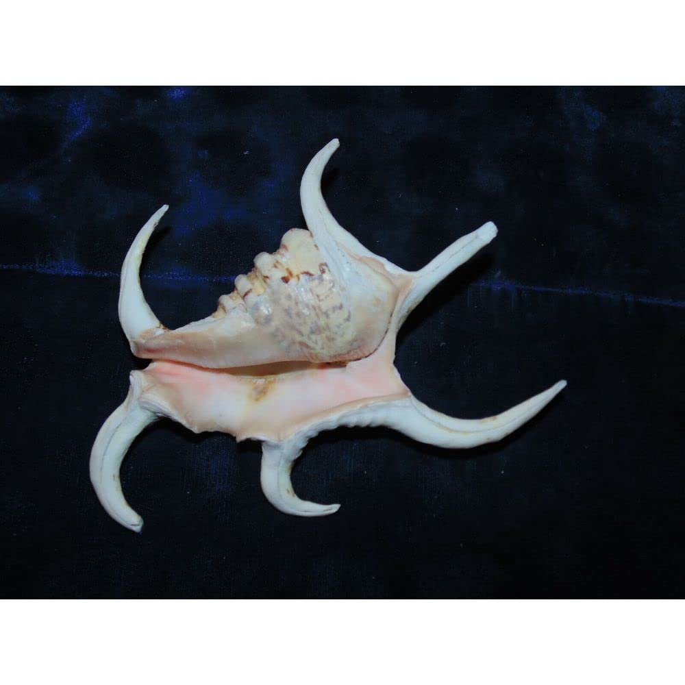 One (1) 4" to 6" Lambis Chiragra Spider Sea Shell Nautical Beach Decor