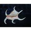 One (1) 4" to 6" Lambis Chiragra Spider Sea Shell Nautical Beach Decor view 1
