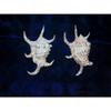 One (1) 4" to 6" Lambis Chiragra Spider Sea Shell Nautical Beach Decor view 2