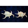 One (1) 4" to 6" Lambis Chiragra Spider Sea Shell Nautical Beach Decor view 3
