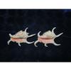 One (1) 4" to 6" Lambis Chiragra Spider Sea Shell Nautical Beach Decor view 4