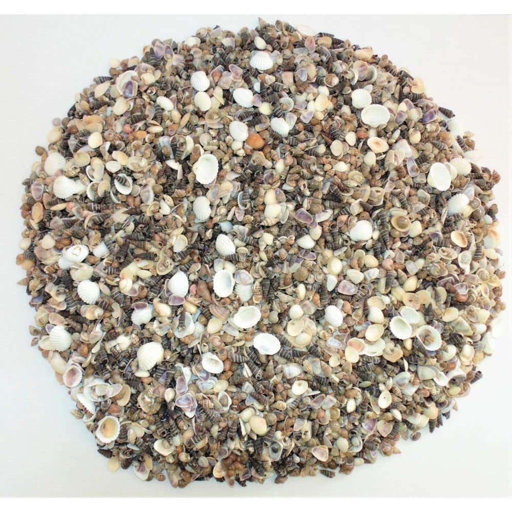 5 Pounds Extra Small Sea Shell Mix 1/4" to 1", Craft Nautical