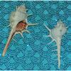 Two (2) Murex Ternispina Sea Shell 2 to 4", Beach Decor Tropical Ocean view 1