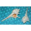 Two (2) Murex Ternispina Sea Shell 2 to 4", Beach Decor Tropical Ocean view 2