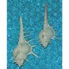 Two (2) Murex Ternispina Sea Shell 2 to 4", Beach Decor Tropical Ocean view 3